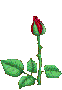Animated gif of a blooming rose.