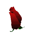 Animated gif of a blooming rose.